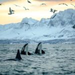 From Tromsø: Skjervoy Whale Watching RIB Boat Tour - A Comprehensive Look at the Skjervoy Whale Watching RIB Boat Tour