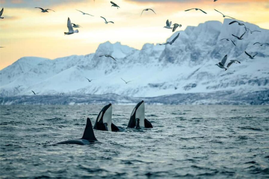 From Tromsø: Skjervoy Whale Watching RIB Boat Tour - A Comprehensive Look at the Skjervoy Whale Watching RIB Boat Tour