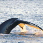 From Tromsø: Whale & Orca Safari with Lunch Included - The Real Value of This Tour