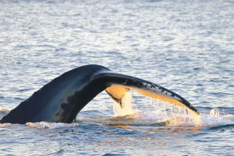 From Tromsø: Whale & Orca Safari with Lunch Included - The Real Value of This Tour