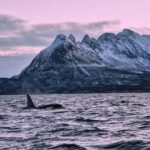 From Tromsø: Whale Sea Safari by RIB Boat - Who Will Love This Tour?