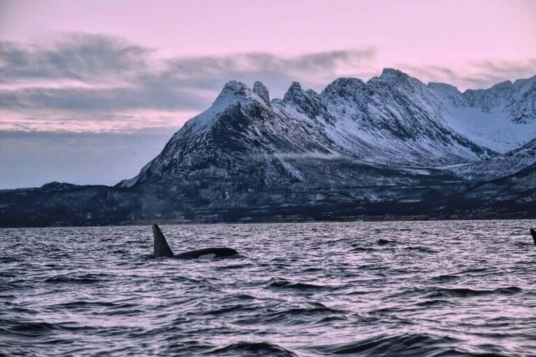 From Tromsø: Whale Sea Safari by RIB Boat - Who Will Love This Tour?