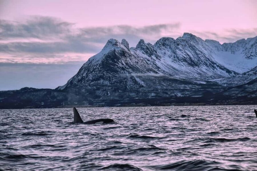 From Tromsø: Whale Sea Safari by RIB Boat - Who Will Love This Tour?