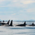From Tromso: Whale Watching in Magic Skjervoy - What Sets This Tour Apart