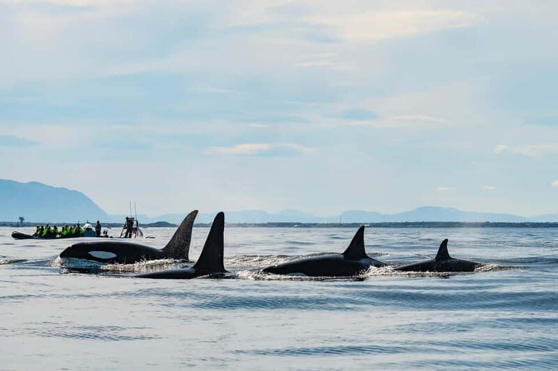 From Tromso: Whale Watching in Magic Skjervoy - What Sets This Tour Apart