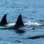 From Tromsø: Whale Watching RIB Safari at Skjervøy - A Detailed Look at the Whale Watching RIB Safari