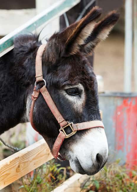 From Ulcinj: Montenegros Donkey Farm, A Family Adventure - A Closer Look at the Experience