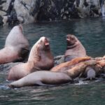 From Valdez: 7.5-hour Meares Glacier & Wildlife Cruise - Authentic Experience Backed by Positive Reviews