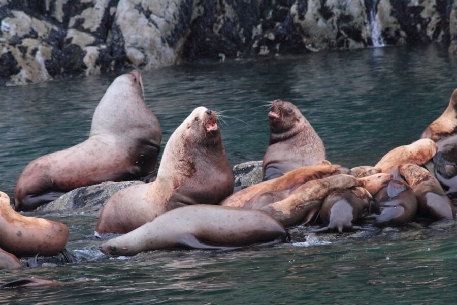 From Valdez: 7.5-hour Meares Glacier & Wildlife Cruise - Authentic Experience Backed by Positive Reviews