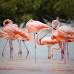 FROM VALLADOLID RIO LAGARTOS + LAS COLORADAS + CENOTE (COLECTIVO TOURISTIC) - What Reviews Tell Us