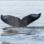 From Victoria: Whale Watching Marine Wildlife Excursion - An In-Depth Look at the Experience