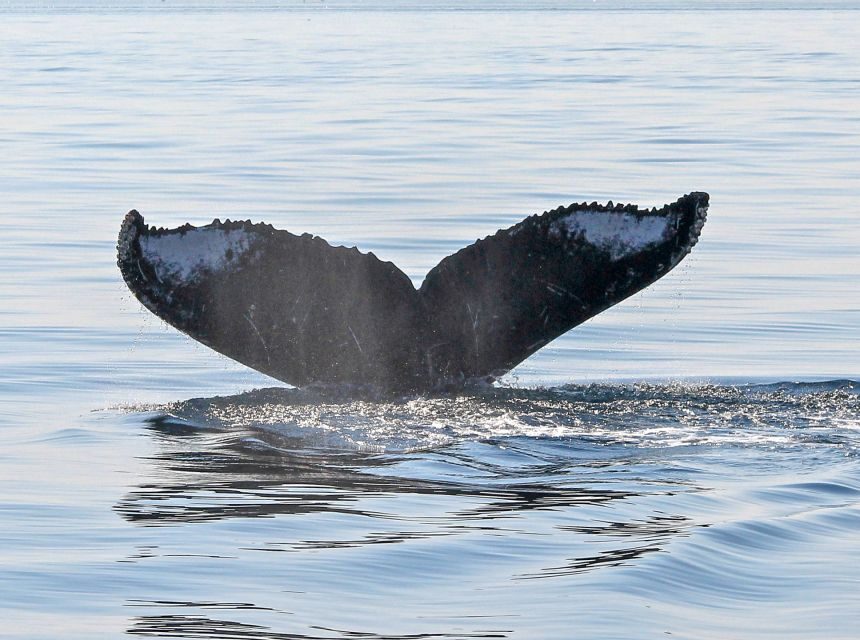 From Victoria: Whale Watching Marine Wildlife Excursion - An In-Depth Look at the Experience
