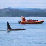 From Victoria: Whale Watching Tour by Zodiac Boat - Authentic Marine Wildlife Encounters