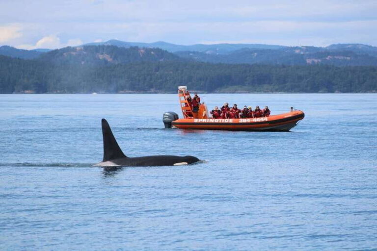 From Victoria: Whale Watching Tour by Zodiac Boat - Authentic Marine Wildlife Encounters