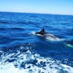 From Vilamoura: 2.5-Hour Benagil Cave and Dolphins Boat Tour - Who Will Love This Tour?