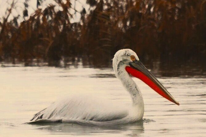 From Virpazar: Birdwatching and Photography on Skadar Lake - Final Thoughts