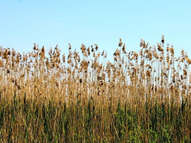 From Virpazar: Visit Karu, the hidden pearl of Lake Skadar - Practical Details and Why They Matter