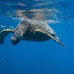 From Waikiki: Turtle Canyon Snorkeling Tour - Why This Tour Truly Delivers