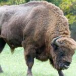 From Warsaw: Small-Group Tour to Bialowieza National Park - Who Should Consider This Tour?