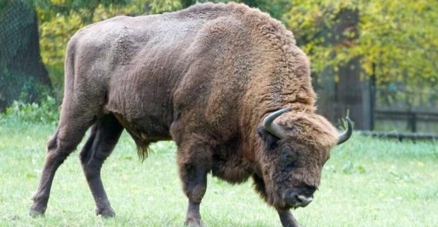 From Warsaw: Small-Group Tour to Bialowieza National Park - Who Should Consider This Tour?
