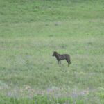 From West Yellowstone: Lamar Valley Wildlife Tour by Van - A Detailed Look at the Lamar Valley Wildlife Tour