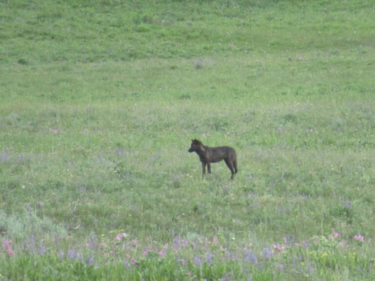 From West Yellowstone: Lamar Valley Wildlife Tour by Van - A Detailed Look at the Lamar Valley Wildlife Tour