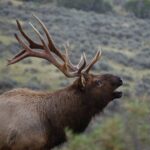 From West Yellowstone: Lower Loop Active Van Tour - What Makes This Tour Stand Out?