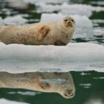 From Whittier/Anchorage: Prince William Sound Glacier Cruise - The Itinerary: What You’ll See and Feel