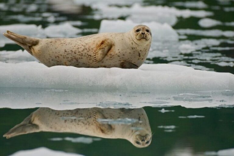 From Whittier/Anchorage: Prince William Sound Glacier Cruise - The Itinerary: What You’ll See and Feel