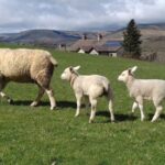From York: Moors, Whitby, and the Yorkshire Steam Railway - Authentic Experiences and Practical Details