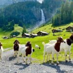 From Zurich: The most beautiful insider spots in Switzerland (private 1-day tour) - Key Insights