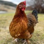 Frosta: Greenhouse and Farm Tour with Tastings - Who Is This Tour Best For?