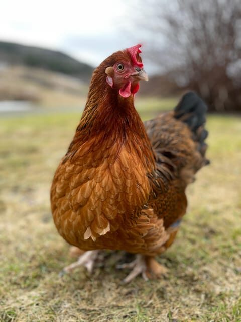 Frosta: Greenhouse and Farm Tour with Tastings - Who Is This Tour Best For?