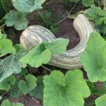 Fruit Garden and Mezcal Tasting Tour with Lunch Included - The Value in Perspective