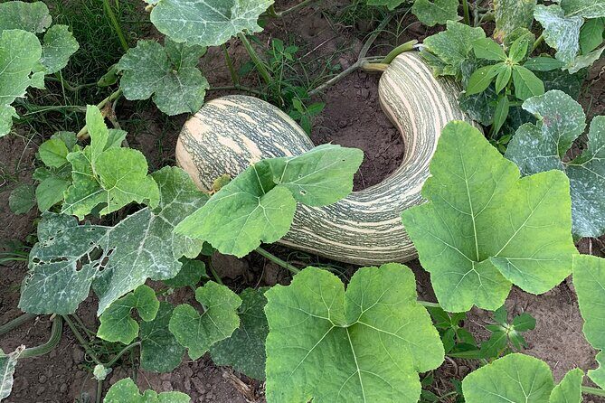 Fruit Garden and Mezcal Tasting Tour with Lunch Included - The Value in Perspective