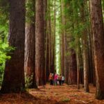 Fruit Picking & Nature Tour Yarra Valley & Warburton - Exploring the Yarra Valley & Warburton: What to Expect