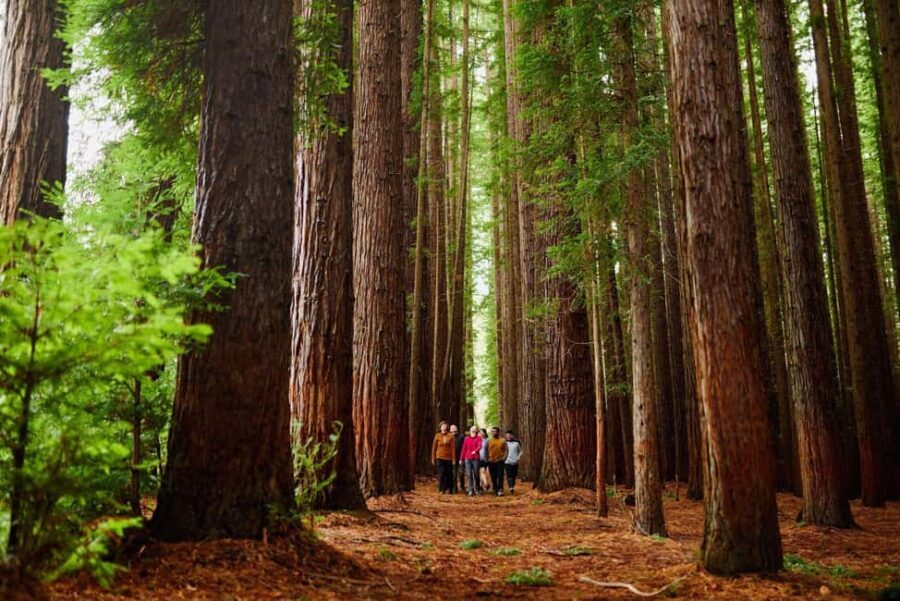 Fruit Picking & Nature Tour Yarra Valley & Warburton - Exploring the Yarra Valley & Warburton: What to Expect