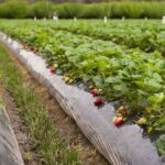 Fruits picking tour from Melbourne - Who Will Love This Tour?