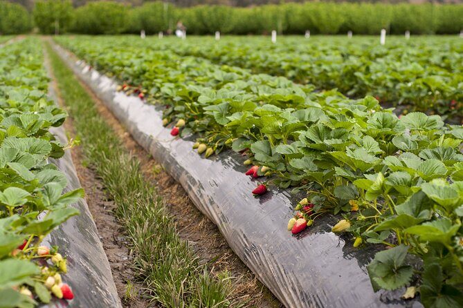 Fruits picking tour from Melbourne - Who Will Love This Tour?