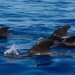 Ft Myers Beach Tiki Pub Fun in the Sun Dolphin Cruise - The Deep Dive: What to Expect on This Floating Party