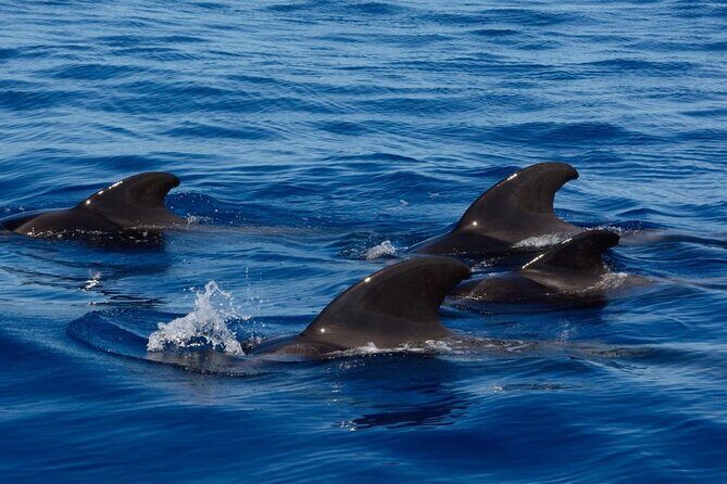 Ft Myers Beach Tiki Pub Fun in the Sun Dolphin Cruise - The Deep Dive: What to Expect on This Floating Party