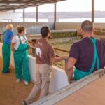 Fuerteventura: Artisan Goat's Cheese Making at Local Farm - An In-Depth Look at the Fuerteventura Goat Cheese Tour