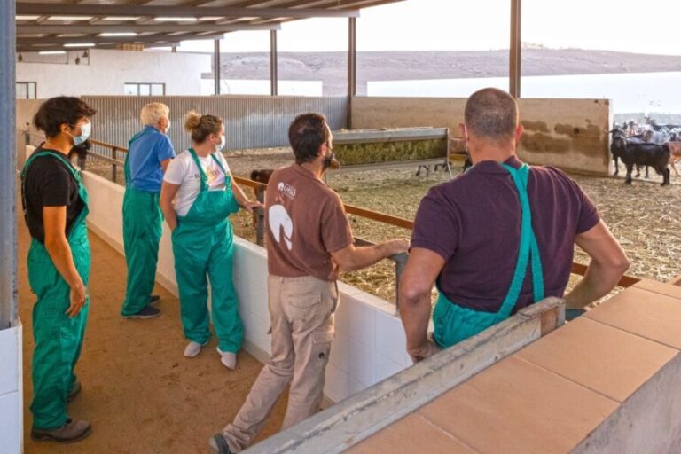 Fuerteventura: Artisan Goat's Cheese Making at Local Farm - An In-Depth Look at the Fuerteventura Goat Cheese Tour
