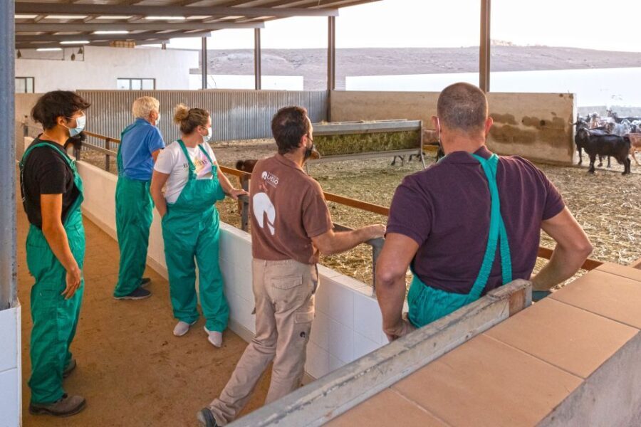 Fuerteventura: Artisan Goat's Cheese Making at Local Farm - An In-Depth Look at the Fuerteventura Goat Cheese Tour