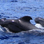 Fuerteventura: Dolphin watching and Lobo Island Combo Cruise - Practical Details: What You Should Know
