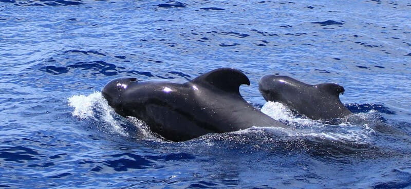 Fuerteventura: Dolphin watching and Lobo Island Combo Cruise - Practical Details: What You Should Know