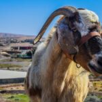 Fuerteventura: Guided Trekking Tour with Island Goats - Reviewing the Authenticity and Value