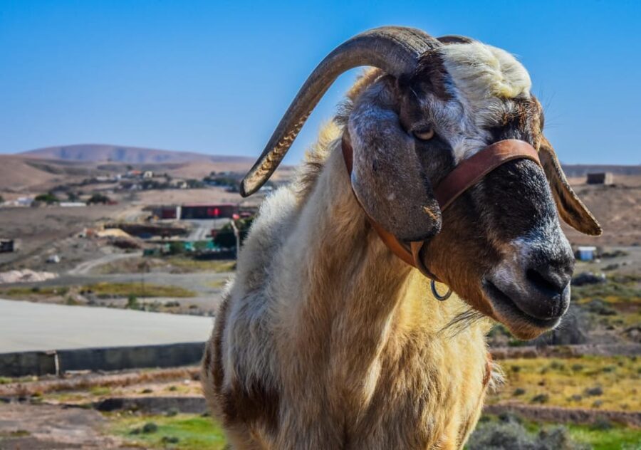 Fuerteventura: Guided Trekking Tour with Island Goats - Reviewing the Authenticity and Value