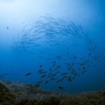 Fuerteventura: Introductory Dive in La Lajita with Pickup - A Closer Look at the Experience