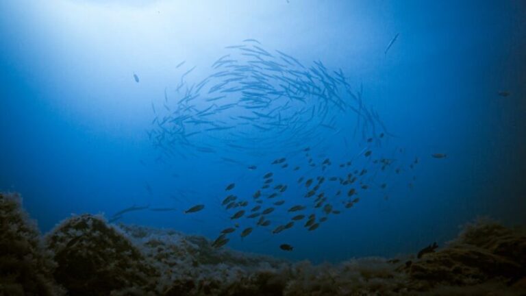 Fuerteventura: Introductory Dive in La Lajita with Pickup - A Closer Look at the Experience